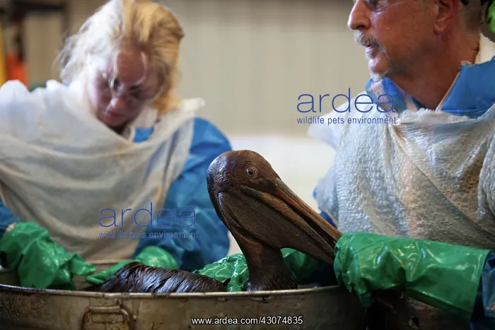 : Cleaning Oiled Birds from BP Spill : Cleaning Oiled Birds from BP Spill