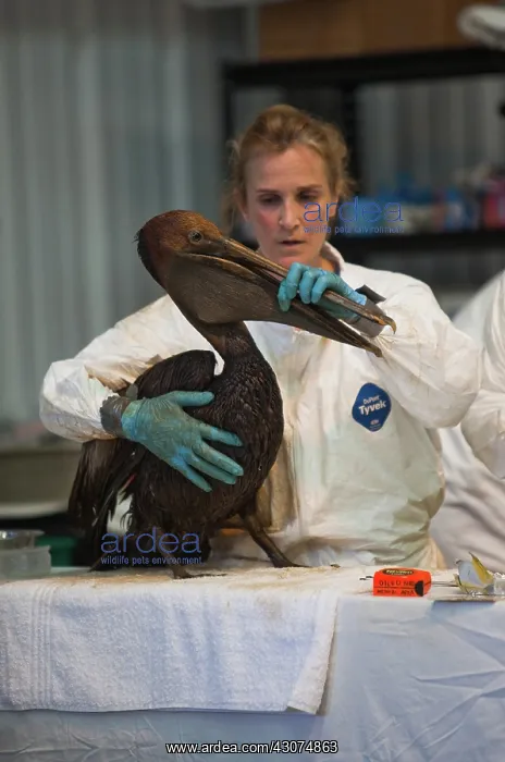 : Cleaning Oiled Birds from BP Spill : Cleaning Oiled Birds from BP Spill