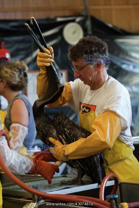 : Cleaning Oiled Birds from BP Spill : Cleaning Oiled Birds from BP Spill