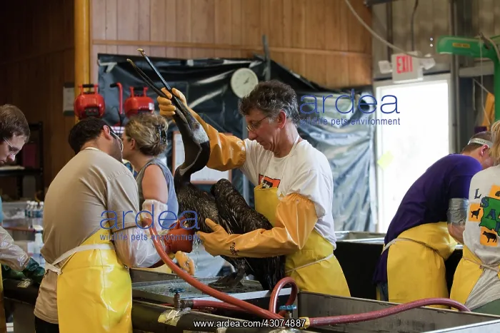 : Cleaning Oiled Birds from BP Spill : Cleaning Oiled Birds from BP Spill