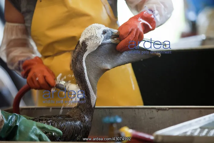 : Cleaning Oiled Birds from BP Spill : Cleaning Oiled Birds from BP Spill