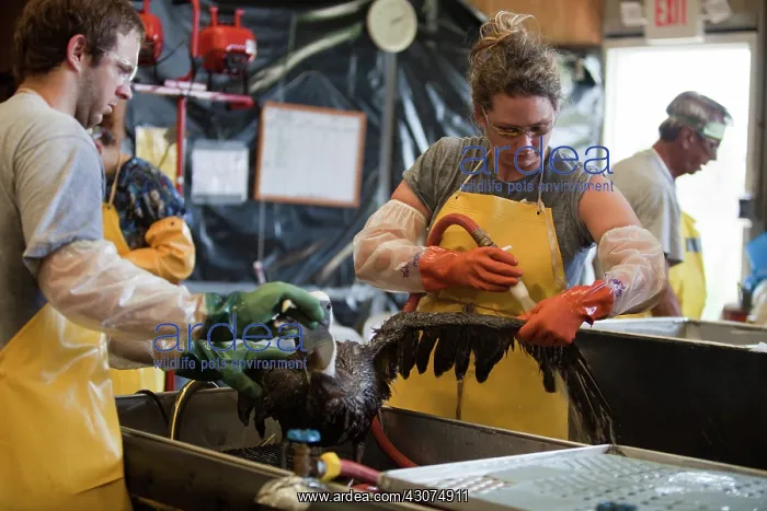 : Cleaning Oiled Birds from BP Spill : Cleaning Oiled Birds from BP Spill
