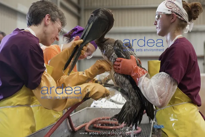 : Cleaning Oiled Pelicans in Louisiana : Cleaning Oiled Pelicans in Louisiana