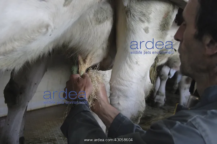 : Cleaning the udder of a cow with wood chips France : Cleaning the udder of a cow with wood chips France