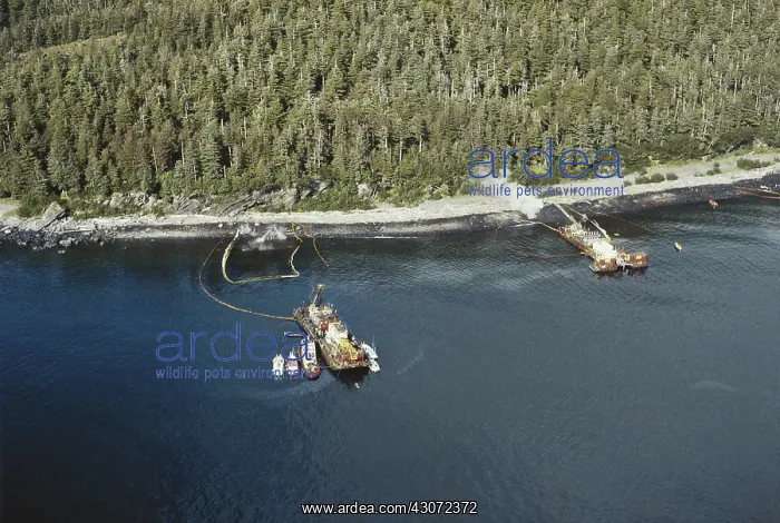 : Cleanup After Exxon-Valdez Spill : Cleanup After Exxon-Valdez Spill