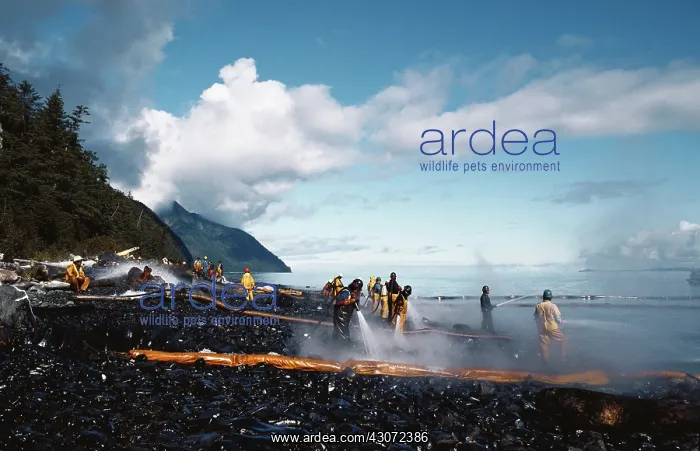 : Cleanup After Exxon-Valdez Spill : Cleanup After Exxon-Valdez Spill