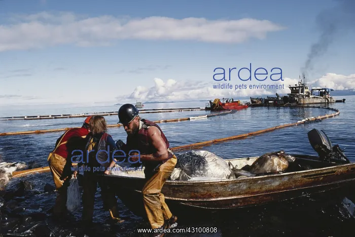: Cleanup After Exxon-Valdez Spill : Cleanup After Exxon-Valdez Spill