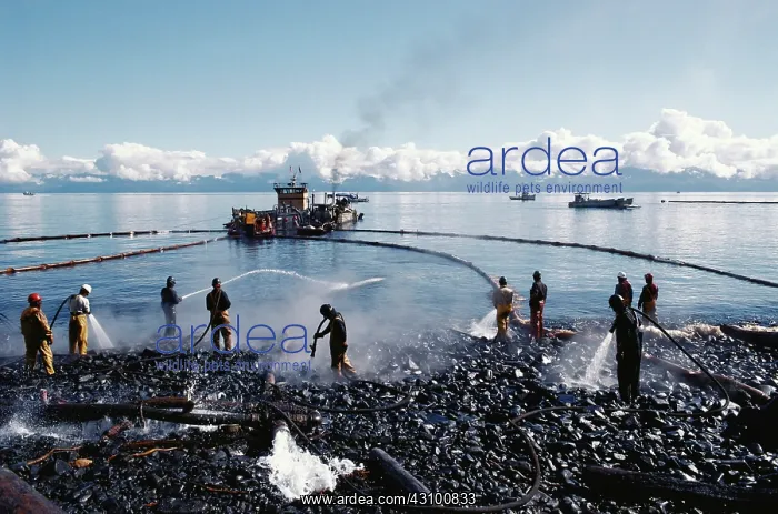 : Cleanup After Exxon-Valdez Spill : Cleanup After Exxon-Valdez Spill