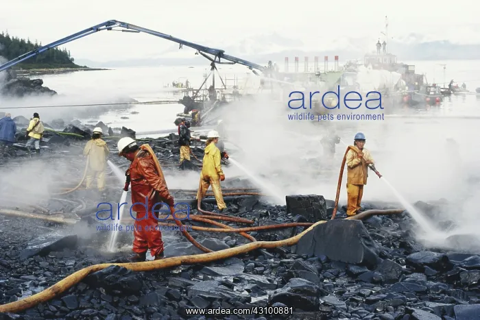 : Cleanup After Exxon-Valdez Spill : Cleanup After Exxon-Valdez Spill