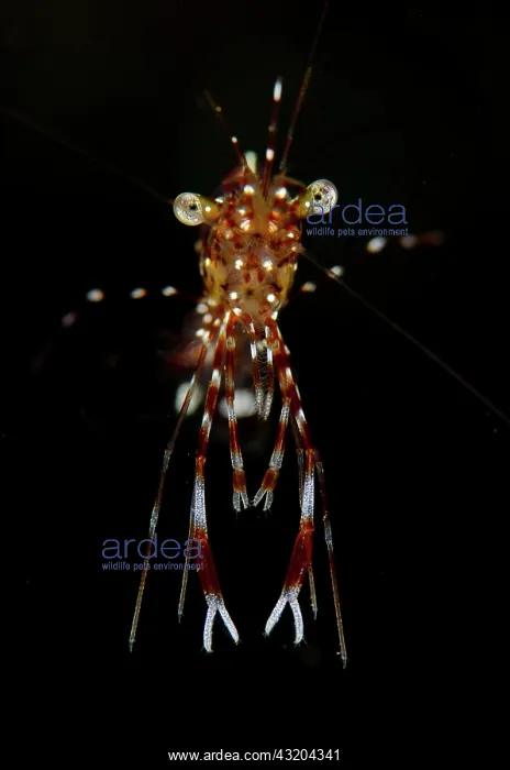 : Clear Cleaner Shrimp : Clear Cleaner Shrimp
