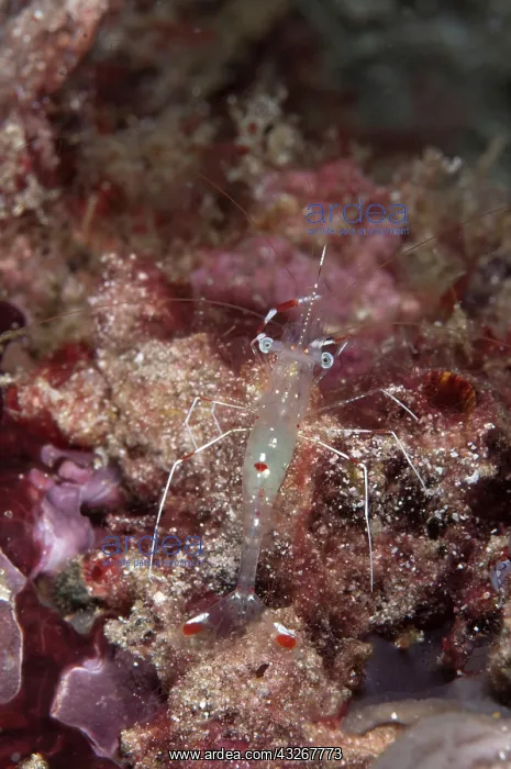 : Clear Cleaner Shrimp : Clear Cleaner Shrimp