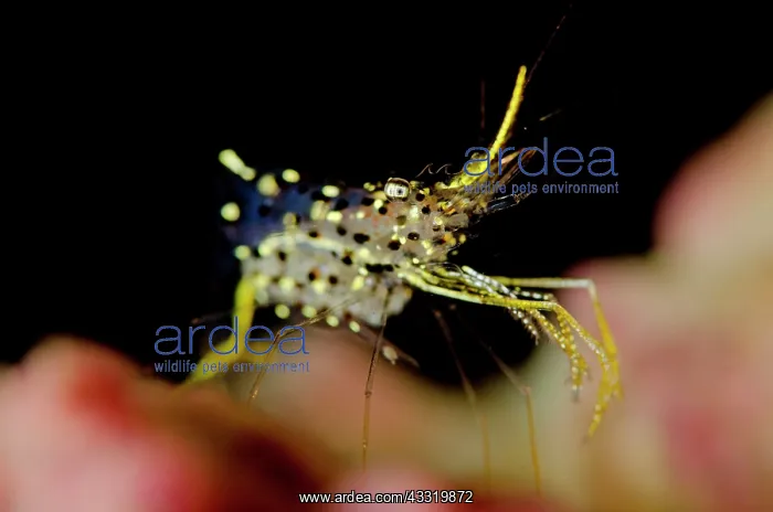  : Clear Cleaner Shrimp