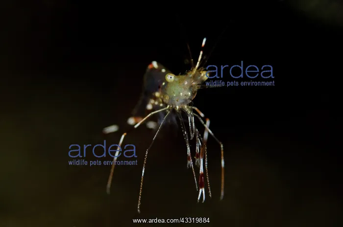 : Clear Cleaner Shrimp : Clear Cleaner Shrimp