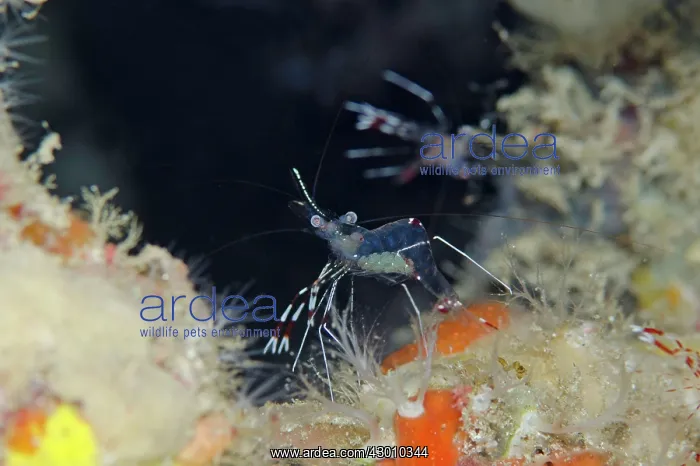: Clear Cleaner Shrimp with eggs by hole on night : Clear Cleaner Shrimp with eggs by hole on night