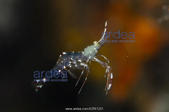 : Clear Cleaner Shrimp - freeswimming - K41 dive site : Clear Cleaner Shrimp - freeswimming - K41 dive site