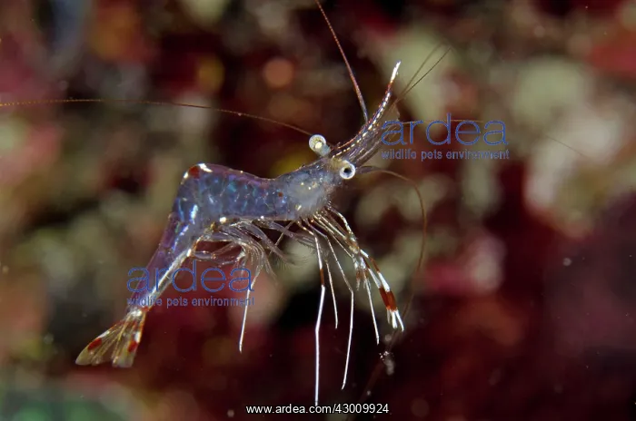 : Clear Cleaner Shrimp Gili Lawa Darat Island, north : Clear Cleaner Shrimp Gili Lawa Darat Island, north