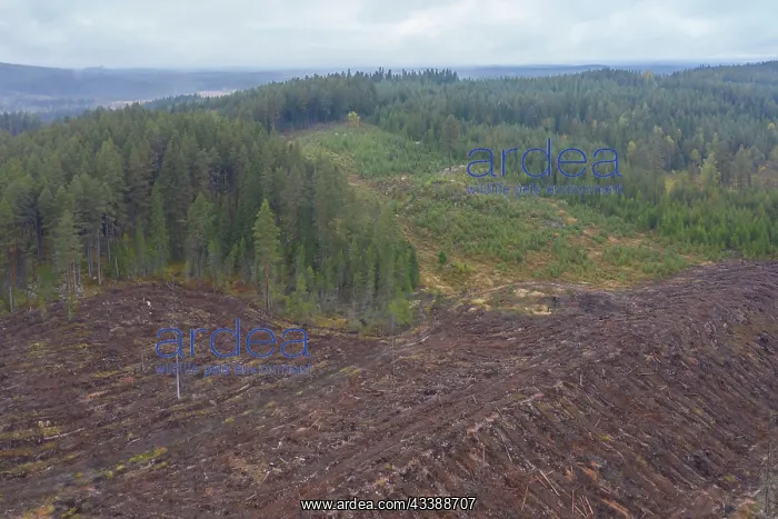 : Clear cutting : Clear cutting