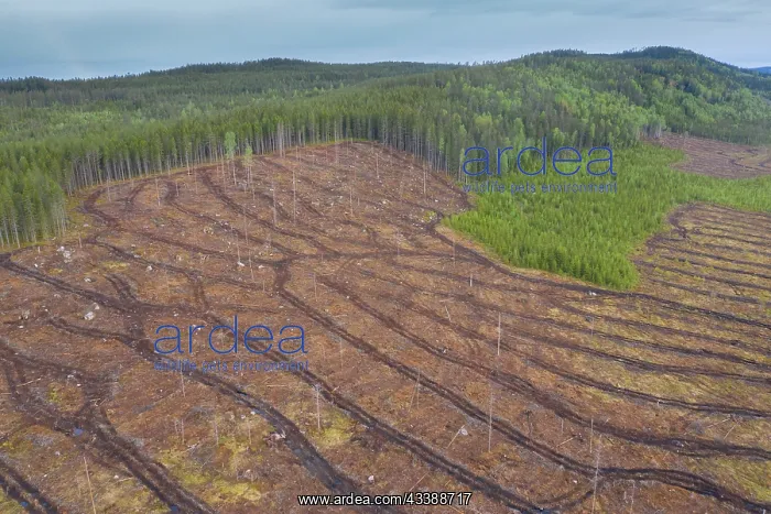 : Clear cutting : Clear cutting