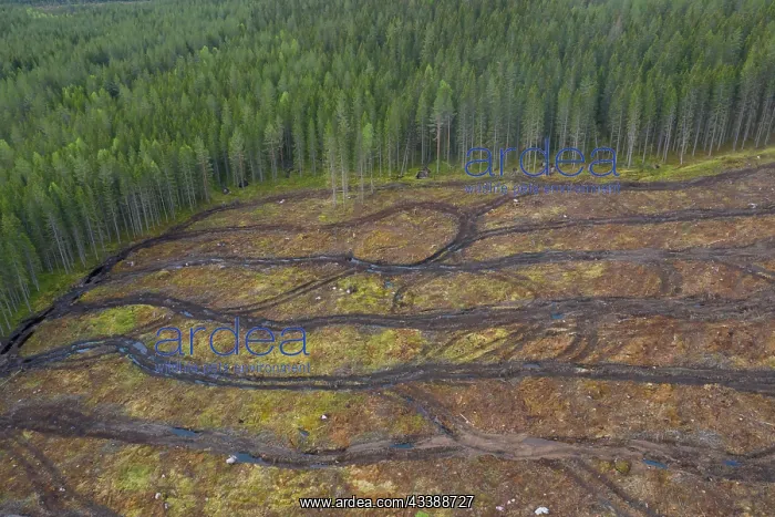 : Clear cutting : Clear cutting