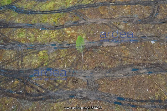 : Clear cutting : Clear cutting
