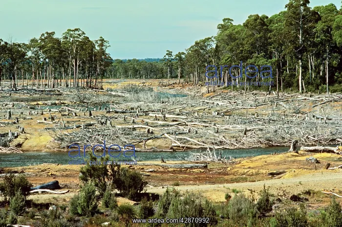 : Clear-felling Derwent Valley : Clear-felling Derwent Valley
