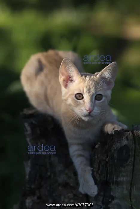 : Clear red kitten alert on a strain : Clear red kitten alert on a strain
