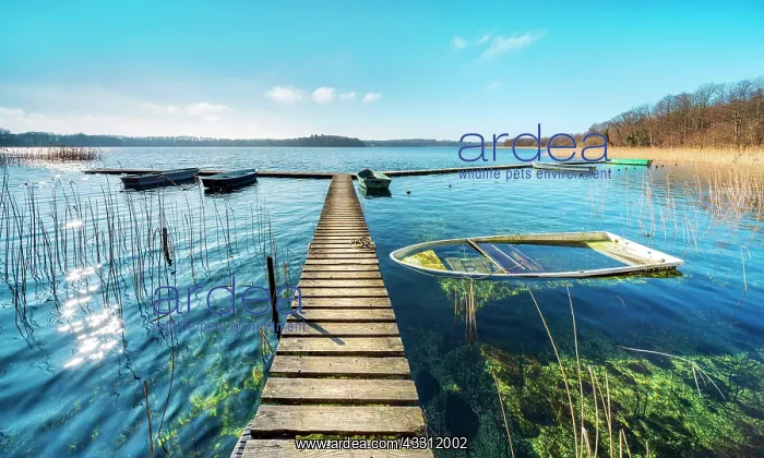 : Clear sunny winter day at the Schaalsee, wooden : Clear sunny winter day at the Schaalsee, wooden