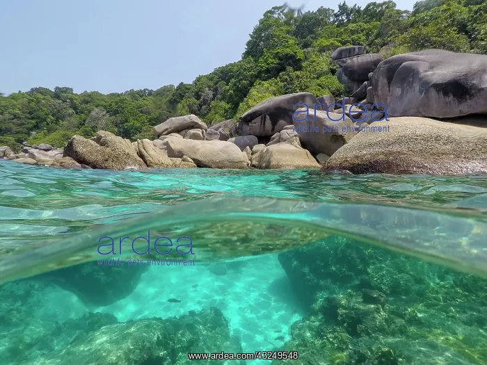 : The clear water and rocks of Ko Miang island : The clear water and rocks of Ko Miang island