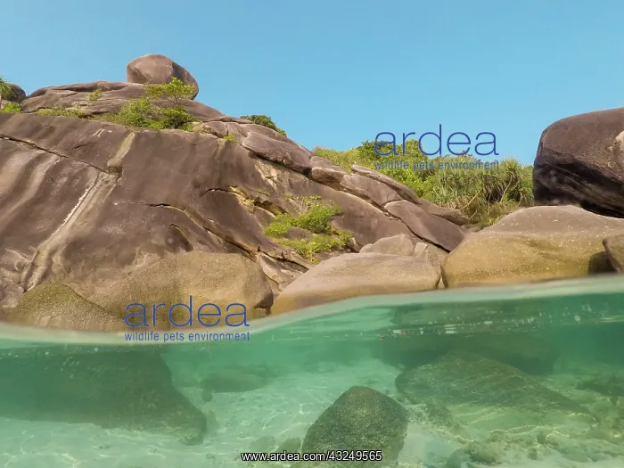 : The clear water and rocks of Ko Miang island : The clear water and rocks of Ko Miang island