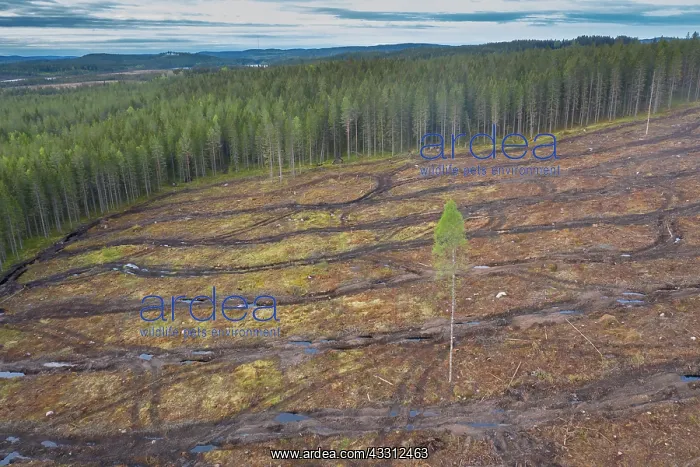 : Clearcutting - traces of mechanical logging - Sweden : Clearcutting - traces of mechanical logging - Sweden
