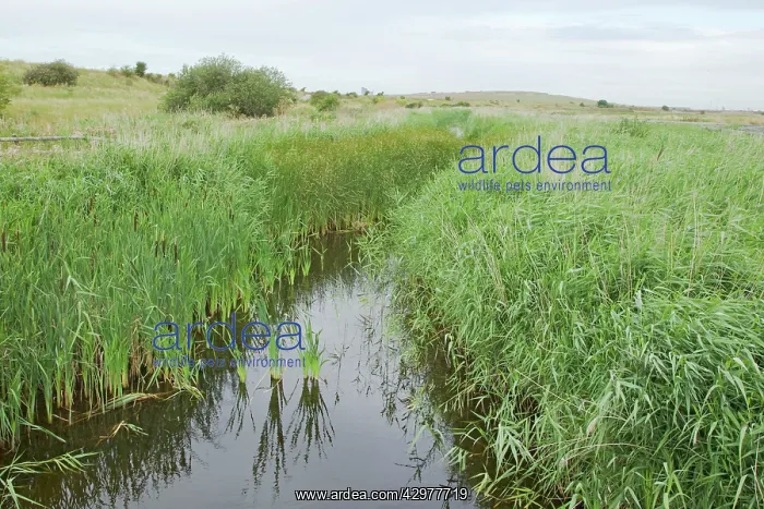 : Cleared Channel in Reedbed : Cleared Channel in Reedbed