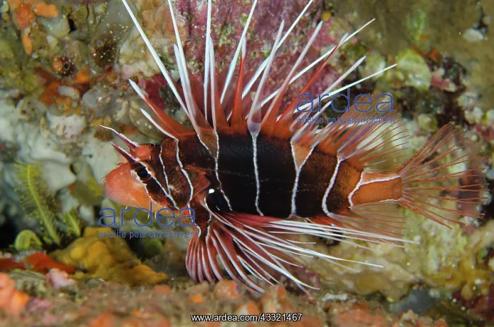 : Clearfin Lionfish : Clearfin Lionfish
