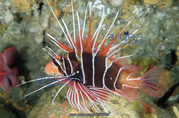 : Clearfin Lionfish : Clearfin Lionfish