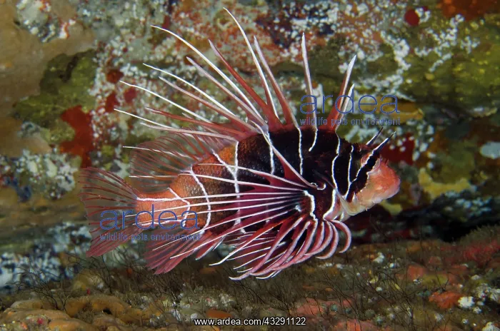 : Clearfin Lionfish - Biaha dive site, Candidasa : Clearfin Lionfish - Biaha dive site, Candidasa