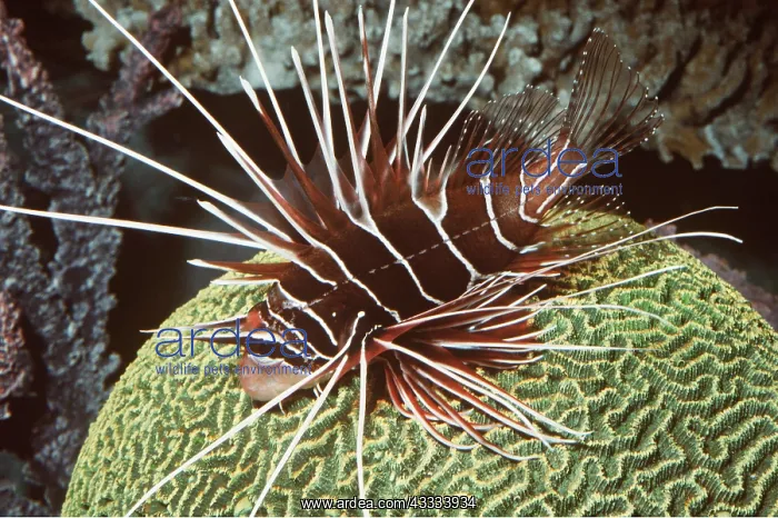 : CLEARFIN LIONFISH - ON CORAL : CLEARFIN LIONFISH - ON CORAL
