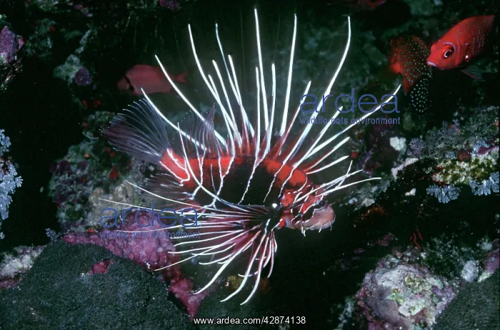 : Clearfin Turkeyfish : Clearfin Turkeyfish