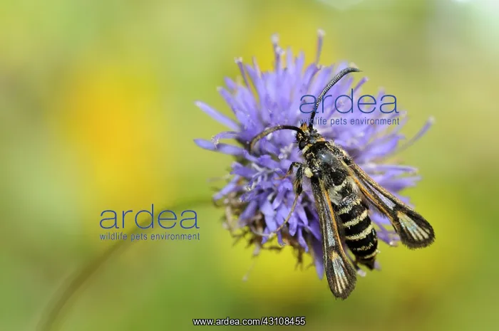 : Clearwing (Bembecia albanensis) male on flower : Clearwing (Bembecia albanensis) male on flower