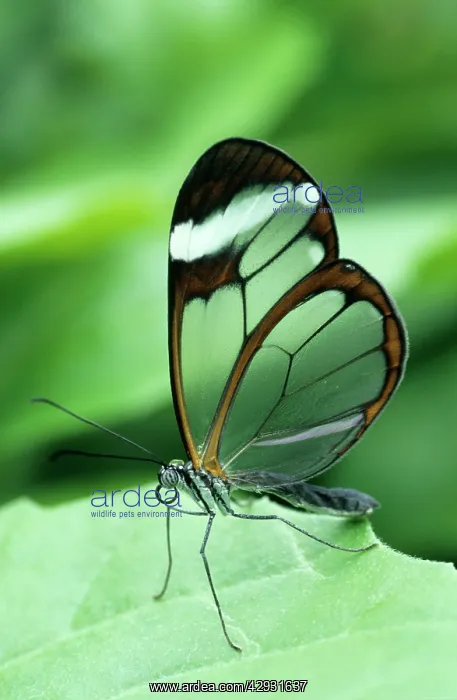 : Clearwing BUTTERFLY : Clearwing BUTTERFLY