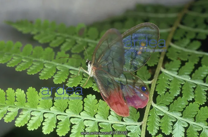 : Clearwing Butterfly : Clearwing Butterfly