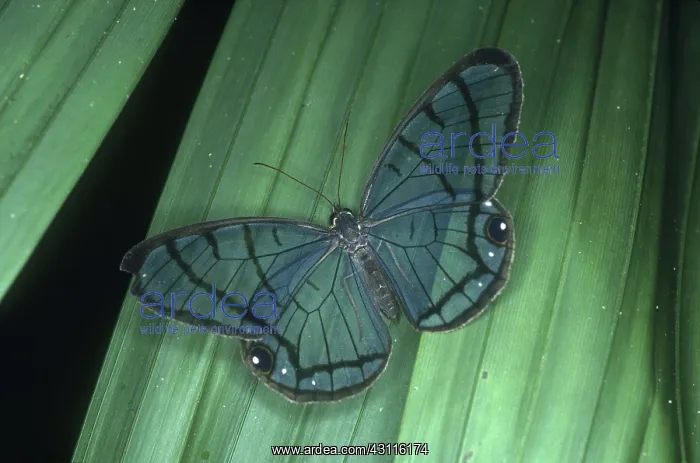 : Clearwing Butterfly : Clearwing Butterfly