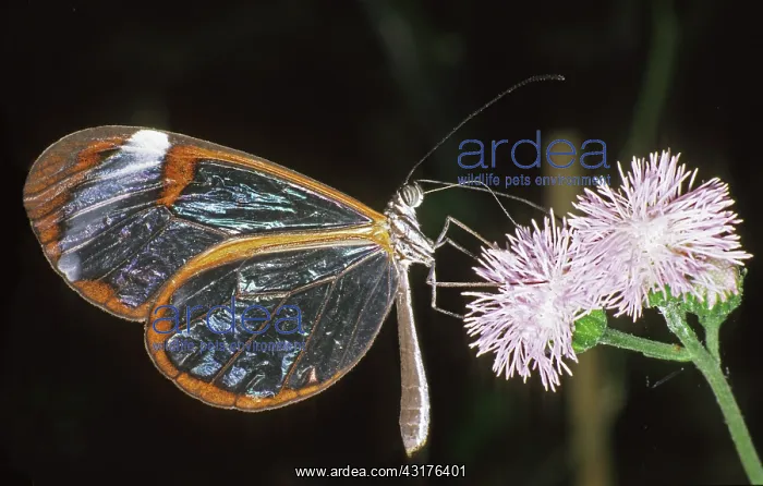 : Clearwing butterfly : Clearwing butterfly