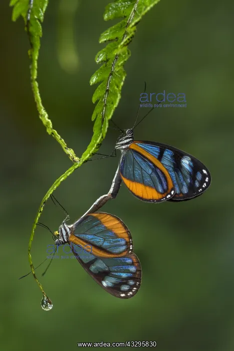 : Clearwing butterfly / Glasswing (Oleria amalda) : Clearwing butterfly / Glasswing (Oleria amalda)