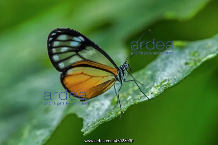 : Clearwing butterfly, Rio Claro Reserve, Reserva : Clearwing butterfly, Rio Claro Reserve, Reserva