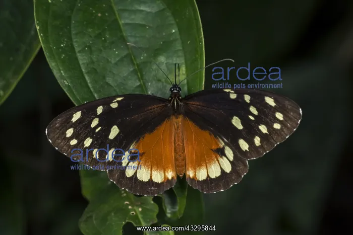 : Clearwing butterfly (Tithorea tarricina) Ithomiini : Clearwing butterfly (Tithorea tarricina) Ithomiini