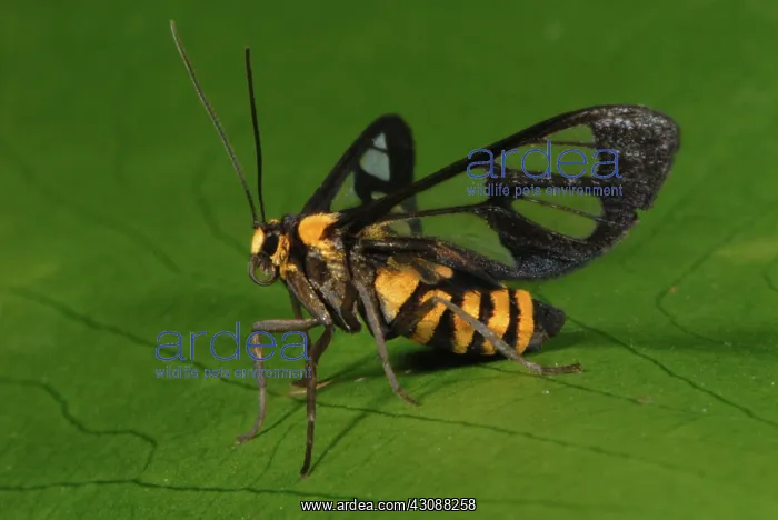 : Clearwing Moth : Clearwing Moth