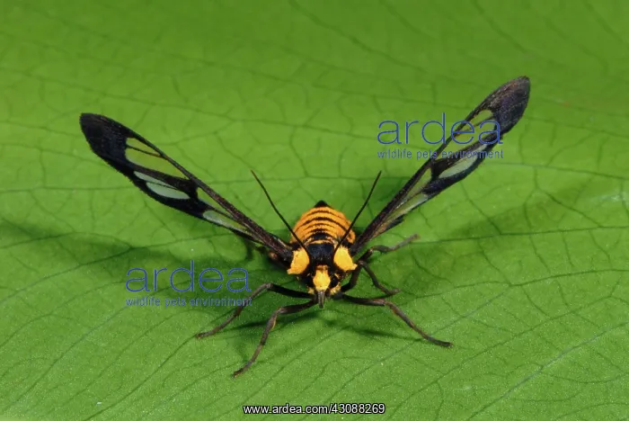 : Clearwing Moth : Clearwing Moth