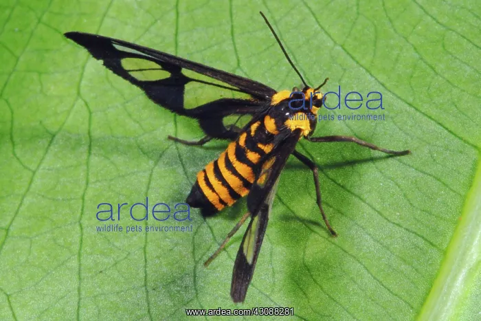 : Clearwing Moth : Clearwing Moth