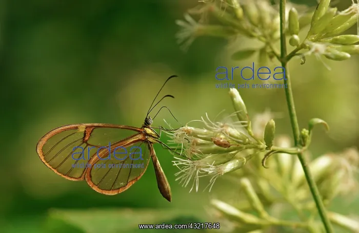 : Clearwing, Tropical butterfly (Hypoleria lavinia) : Clearwing, Tropical butterfly (Hypoleria lavinia)