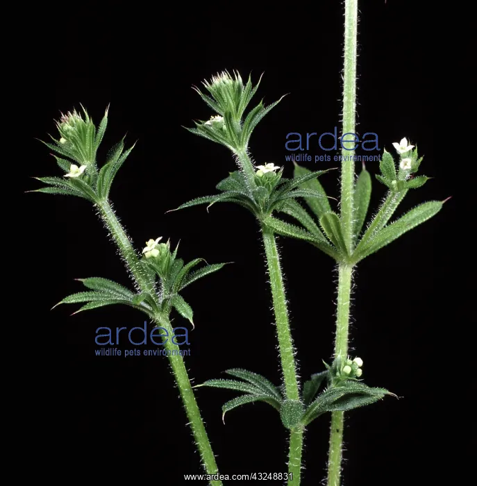 : Cleavers in flower : Cleavers in flower