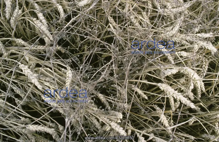 : Cleavers (Galium aparine) dead from herbicide : Cleavers (Galium aparine) dead from herbicide